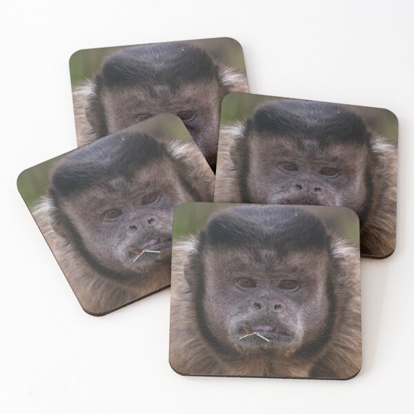 Item preview, Capuchin at The Wild Heart Trust (Isle of Wight Zoo) designed and sold by Wild-Wight.