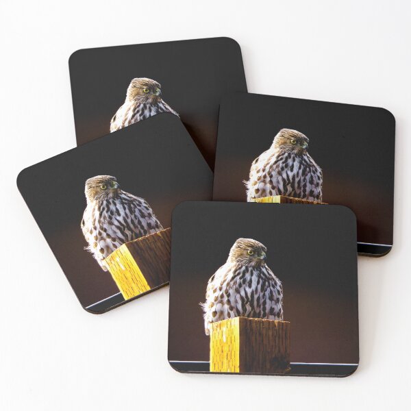 Item preview, " Observe " : Coopers hawk wildlife  designed and sold by anuvisculture.