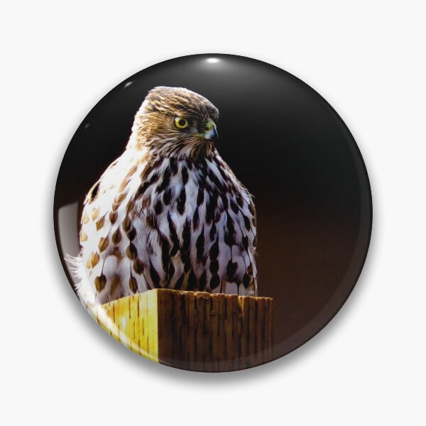 Item preview, " Observe " : Coopers hawk wildlife  designed and sold by anuvisculture.