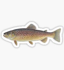 Brown Trout (Salmo trutta) Sticker