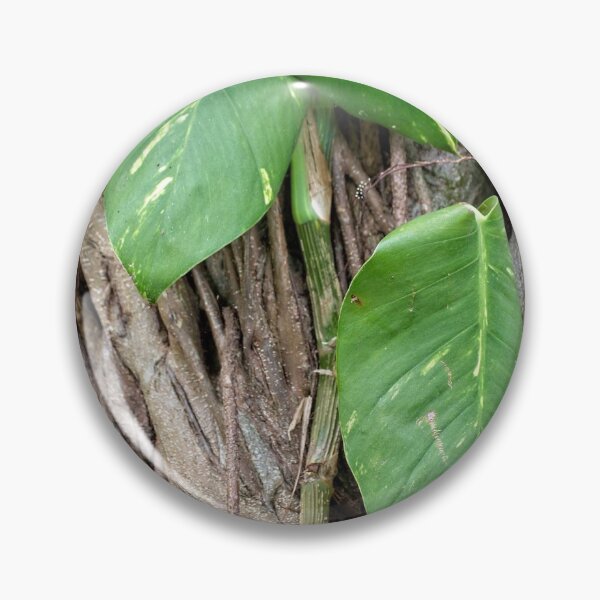 Item preview, Some Green Among the Banyan Tree  designed and sold by John  Kapusta.