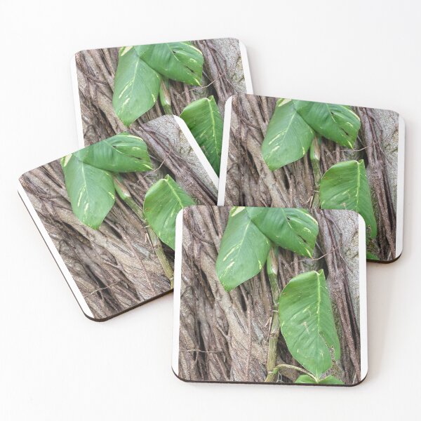 Item preview, Some Green Among the Banyan Tree  designed and sold by John  Kapusta.