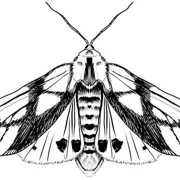 Artwork thumbnail, Tiger Moth by MugDesignStore