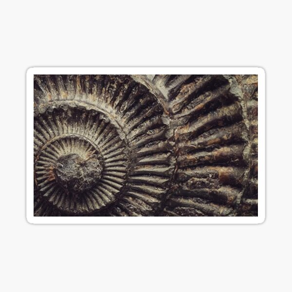 Item preview, Dark whitby ammonite fossil designed and sold by Kerrie Owens.