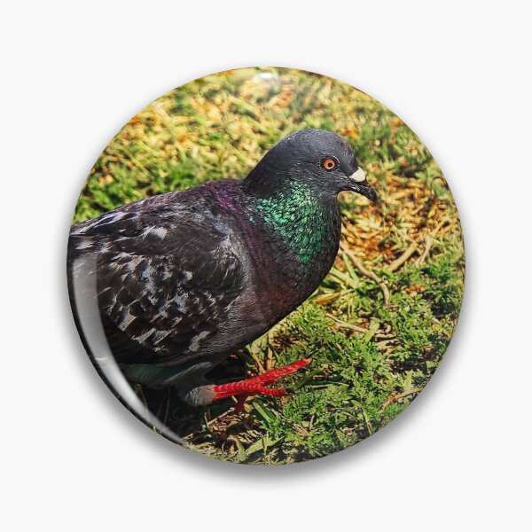 Item preview, Rock Pigeon designed and sold by Kay Brewer.
