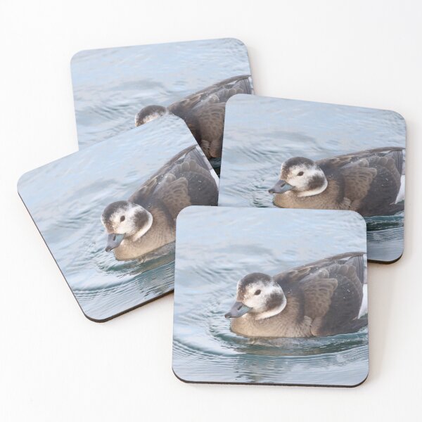 Item preview, Long tailed duck designed and sold by KimhengFineArt.