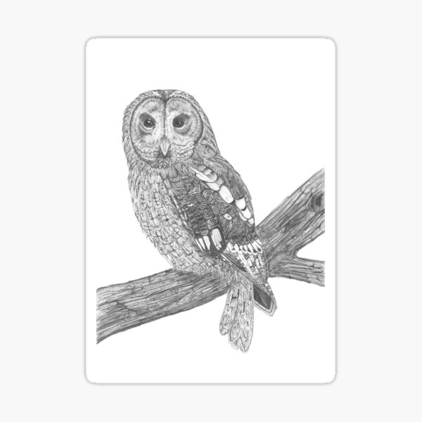 Athena the Owl Sticker