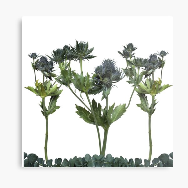 Blue Thistle Flowers (2) Transparent Metal Print