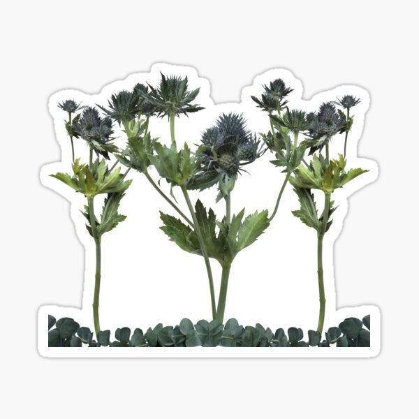 Blue Thistle Flowers (2) Transparent Sticker