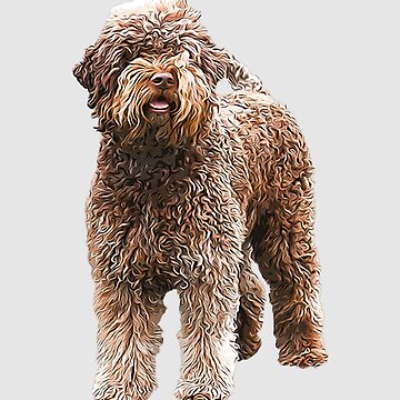 Portuguese Water Dog Full Grown Italian Portuguese Water Dog