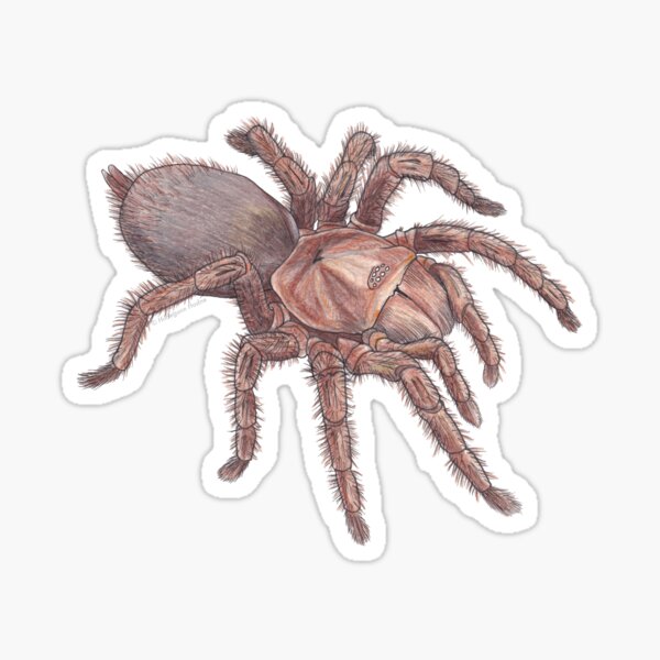 Australian Featherleg Tarantula Sticker