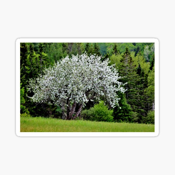 Item preview, Wild Apple Tree in Bloom II designed and sold by Kathleen Daley.