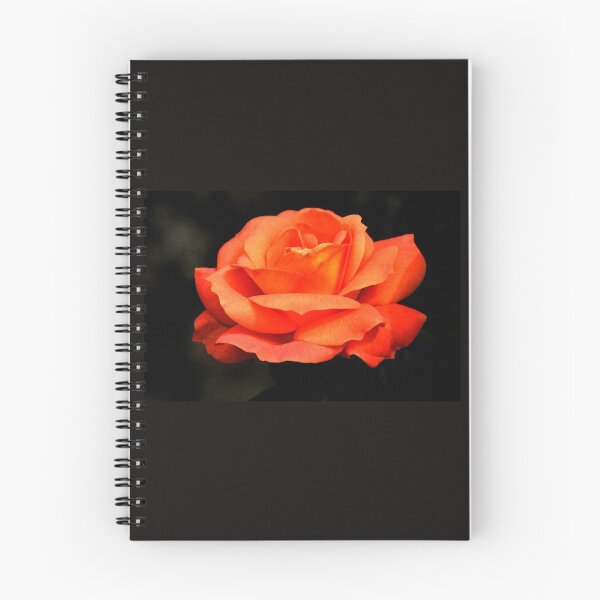 Item preview, Apricot Rose.......Lyme Dorset. UK designed and sold by lynn carter.