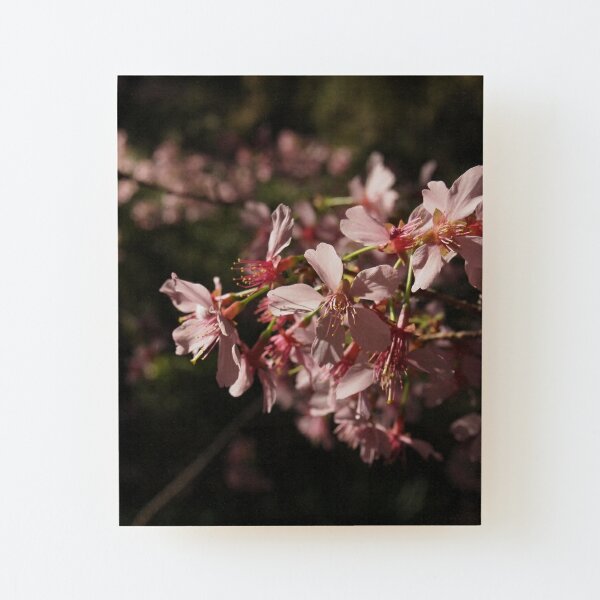 krans gaan beslissen calorie Cherry Blossoms (Sakura)" by Douglas E. Welch | Redbubble