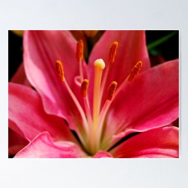 Item preview, Oriental Lily designed and sold by Michiale.