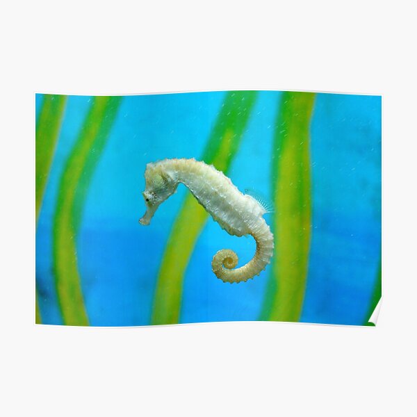 Beautiful Common Seahorse Hippocampus Hippocampus Poster By Chloeyzoard Redbubble Beautiful Common Seahorse Hippocampus Hippocampus Poster By Chloeyzoard Redbubble