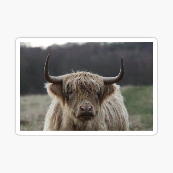 Highland Cattle Sticker