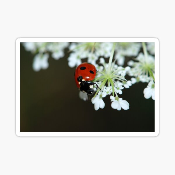 lady bird cycle sticker