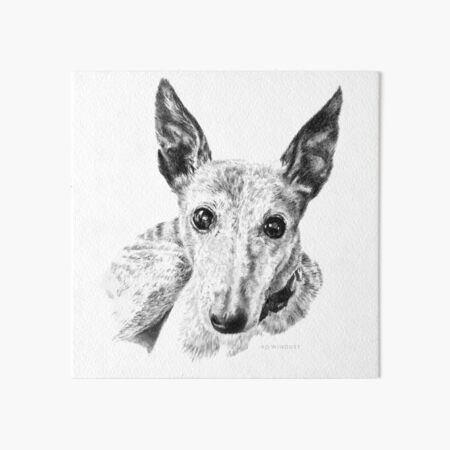 Tiger the Whippet Art Board Print