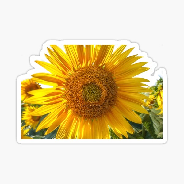In Your Face Sunny Sticker