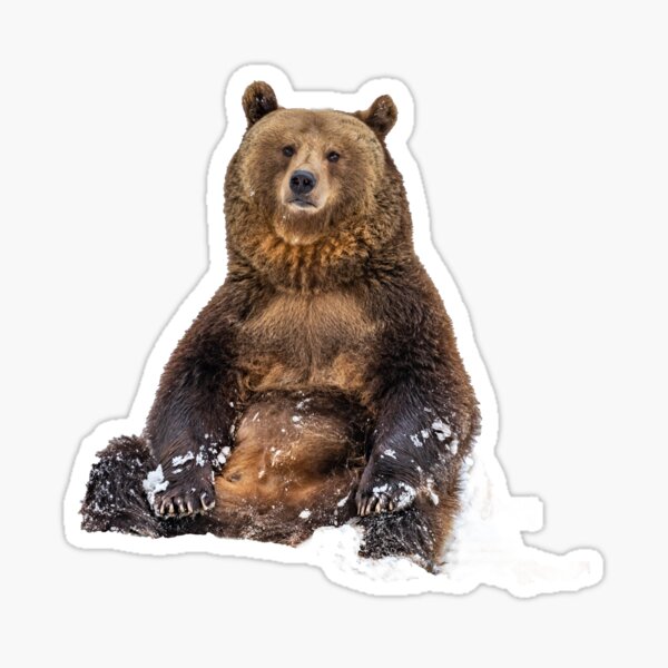 Sitzender Braunbär im Schnee Sticker