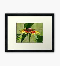 Plains Coreopsis Framed Print