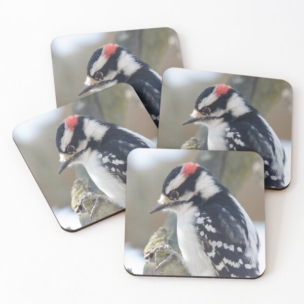 Item preview, Downy Woodpecker (Dryobates pubescens) designed and sold by rodmacpherson.