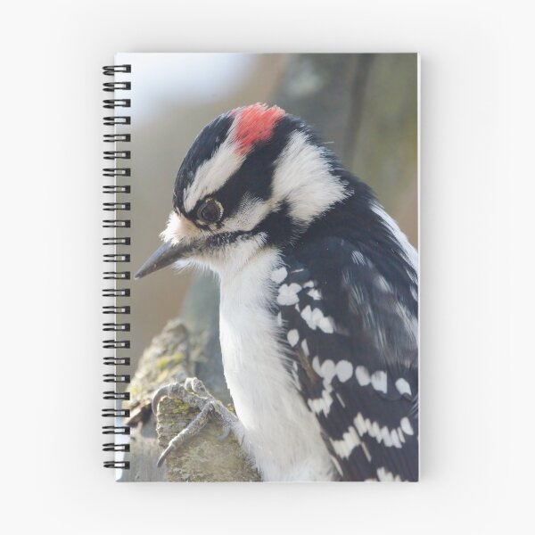 Item preview, Downy Woodpecker (Dryobates pubescens) designed and sold by rodmacpherson.
