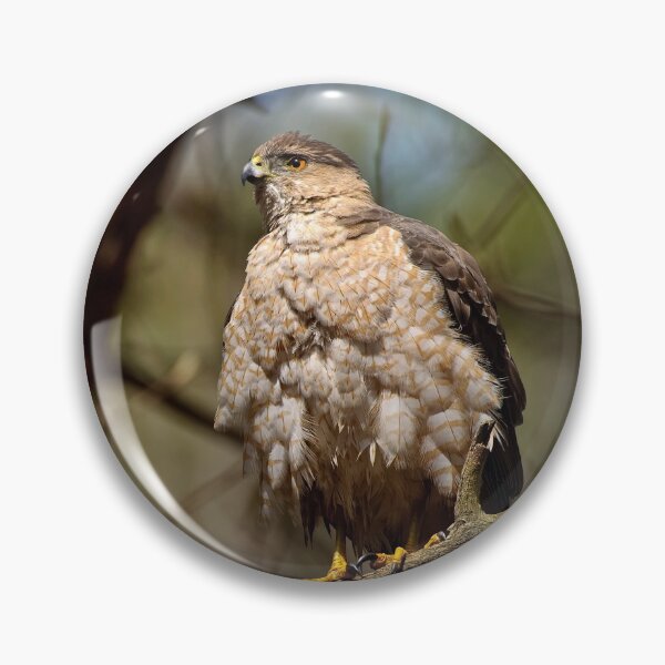 Item preview, Coopers Hawk designed and sold by Michael Cummings.