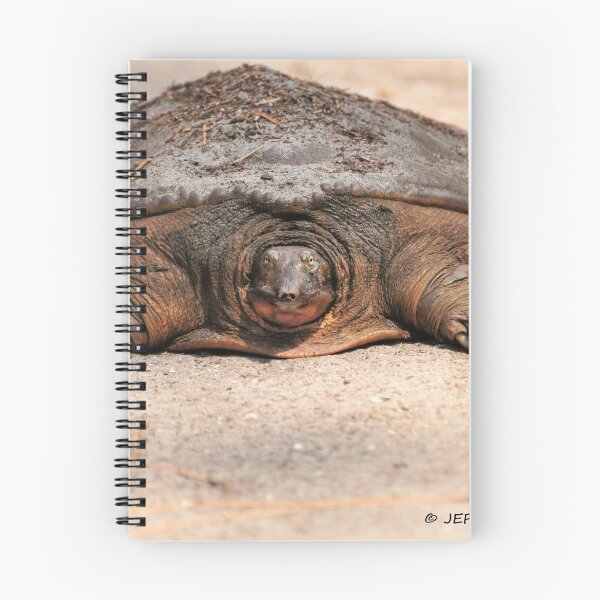 Item preview, Florida Softshell Turtle (Apalone ferox) designed and sold by Jeff Ore.