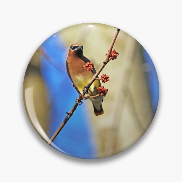Item preview, Cedar Waxwing In Spring Maple Tree designed and sold by Deb Oppermann.