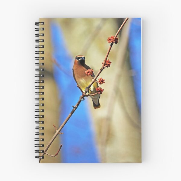 Item preview, Cedar Waxwing In Spring Maple Tree designed and sold by Deb Oppermann.