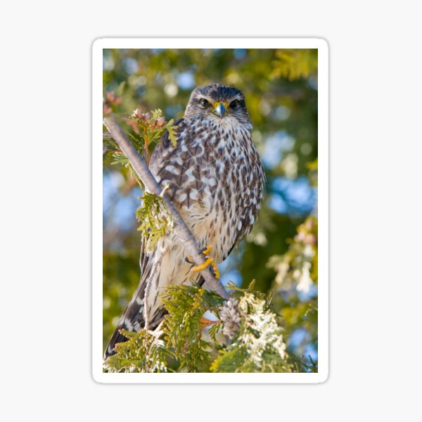 Merlin Falcon Sticker
