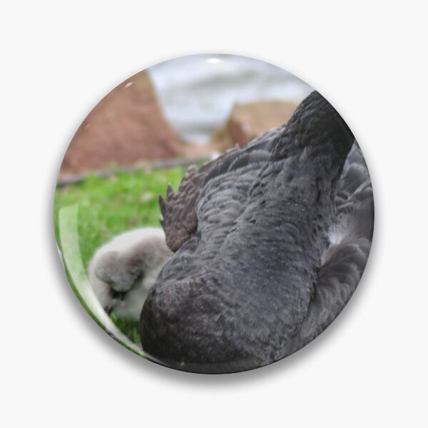 Item preview, Black Swan and cygnets Dawlish designed and sold by rosiephotos.