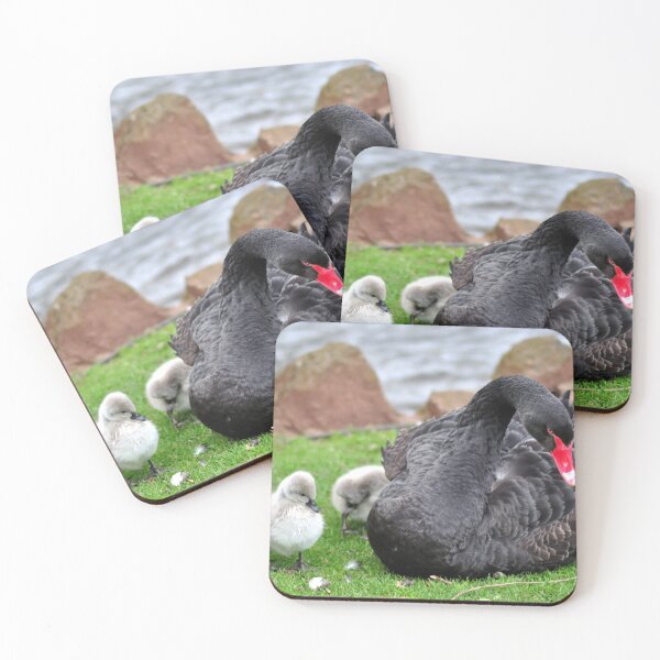Item preview, Black Swan and cygnets Dawlish designed and sold by rosiephotos.