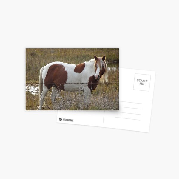 Item preview, Chincoteague Pony, Stallion Don Leonard Stud II  designed and sold by freereign82.