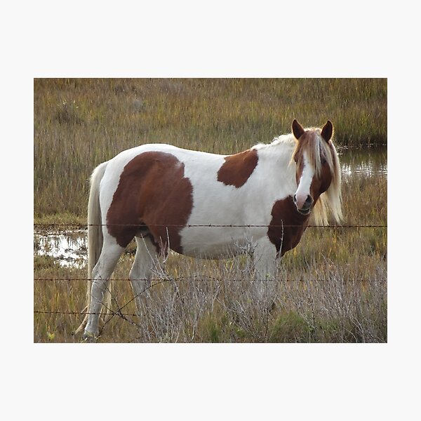 Item preview, Chincoteague Pony, Stallion Don Leonard Stud II  designed and sold by freereign82.