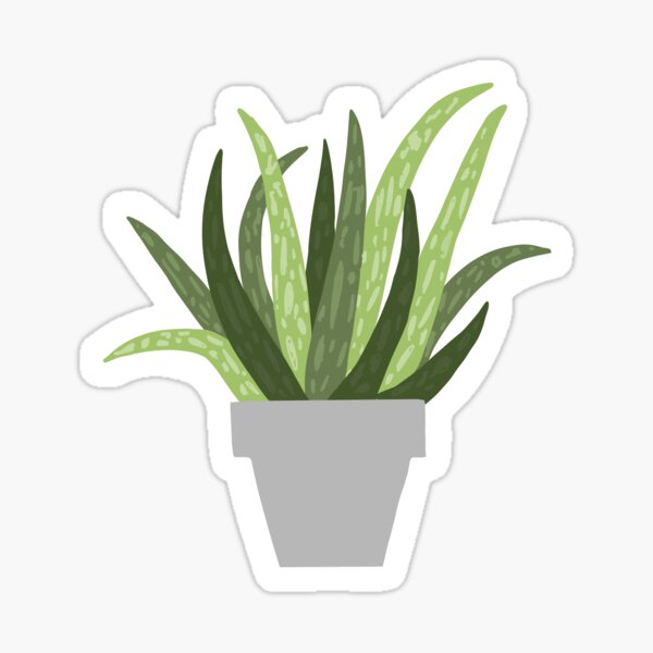 Regalos Y Productos Plantas De Aloe Vera Redbubble