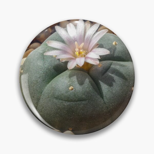 Item preview, Peyote Lophophora - Entheogen psychedelic plant spirits designed and sold by Fruitsome.