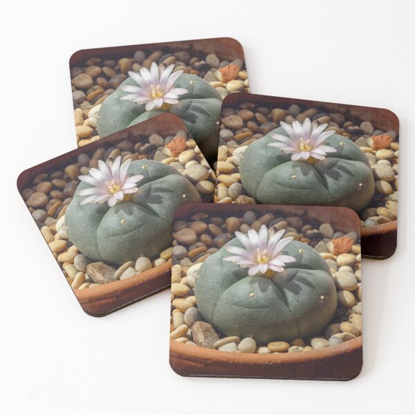 Item preview, Peyote Lophophora - Entheogen psychedelic plant spirits designed and sold by Fruitsome.
