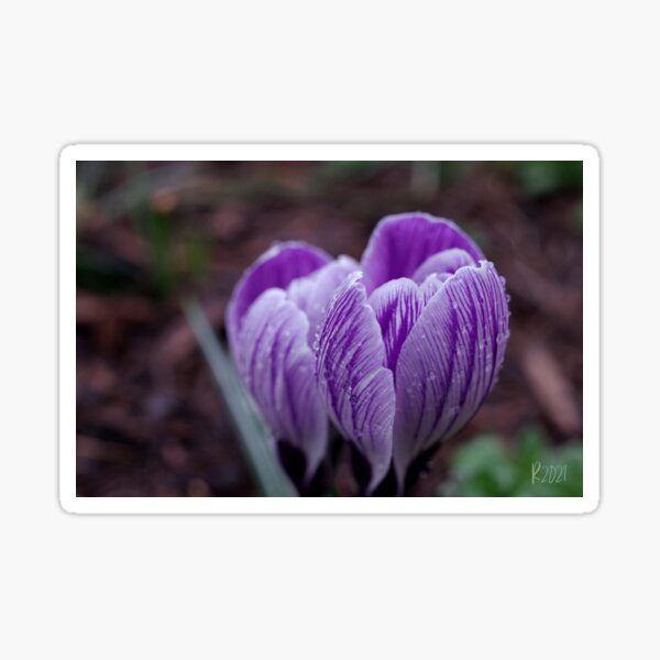 Crocuses 1 Sticker