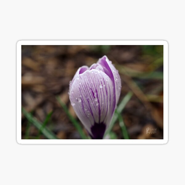 Crocuses 4 Sticker