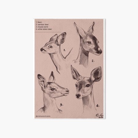 Cute Fawn Deer Drawing - Sketchbook Page Print Art Board Print for Sale by  Cristina Cerulli