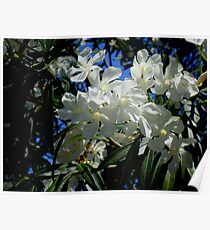 Budding Blossoms Poster