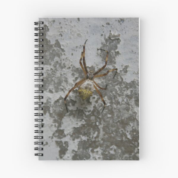 Item preview, Orb Weaver Spider on a Wall designed and sold by rhamm.