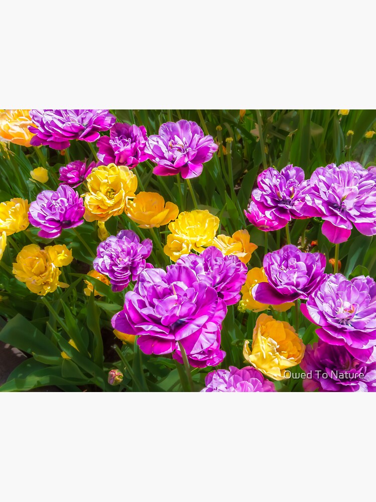 Double Tulips Bright by owedtonature