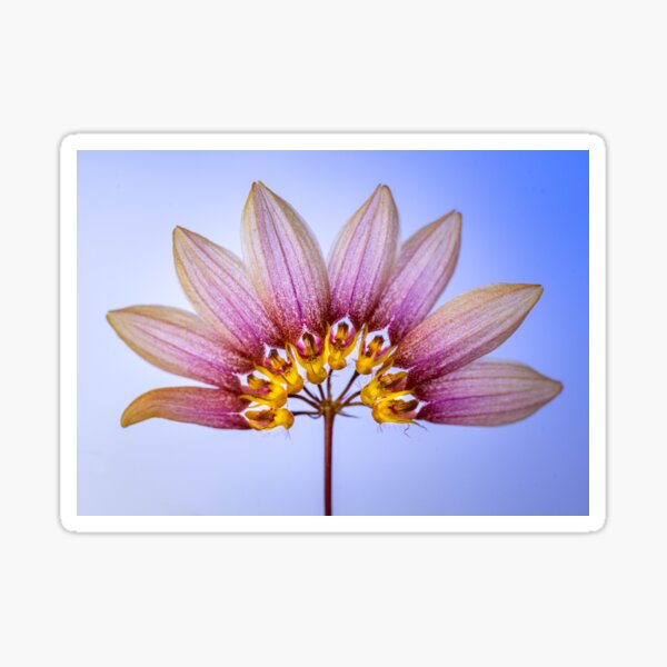 Bulbophyllum lepidum orchid III Sticker