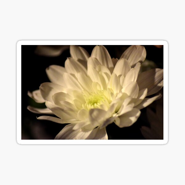 Chrysanthemum Sticker