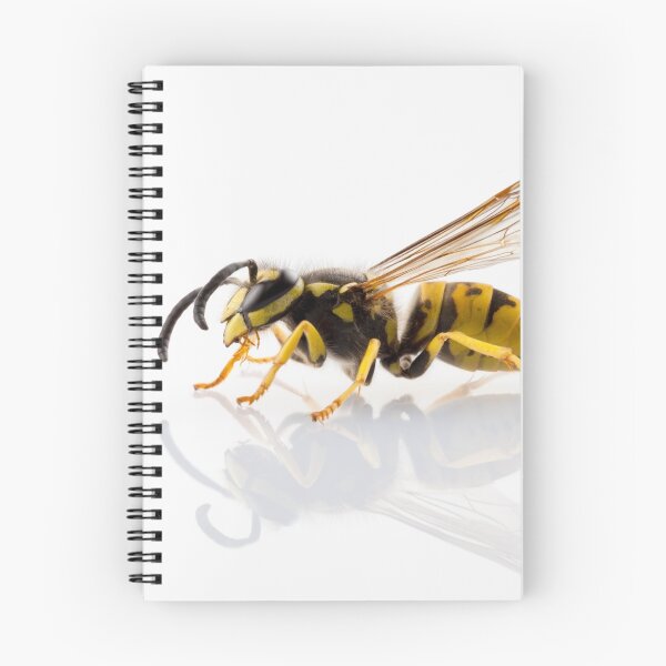 Item preview, wasp Vespula germanica species isolated on white background designed and sold by paulrommer.