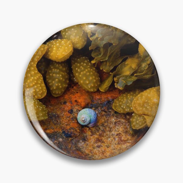 Item preview, Shell and Algae designed and sold by Walsh Arts.